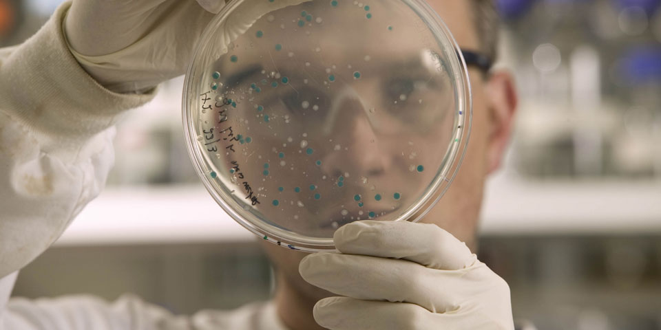 Bacteria in a petri dish