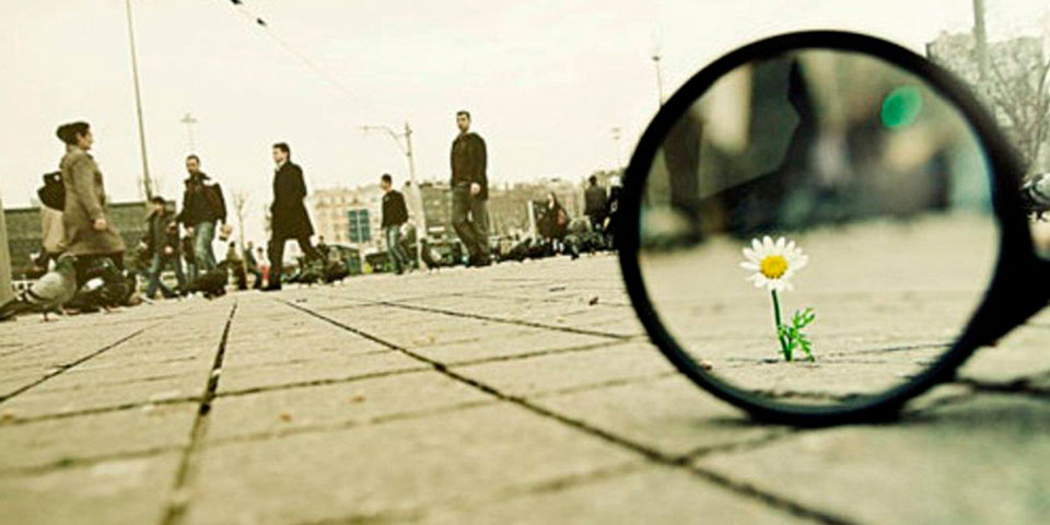a daisy seen through a magnifying glass on a busy town street