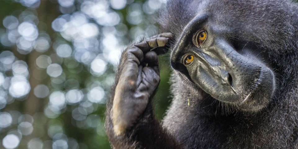 Man not descended from apes