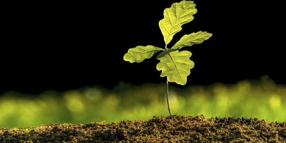 Mighty oaks from little acorns grow